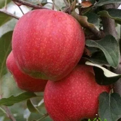 Яблоня ГАЛА ШНИГА в Красноярске