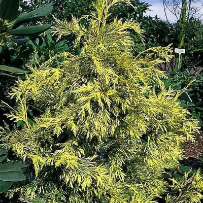 Туя ЗЕБРИНА ЭКСТРА ГОЛД складчатая в Красноярске