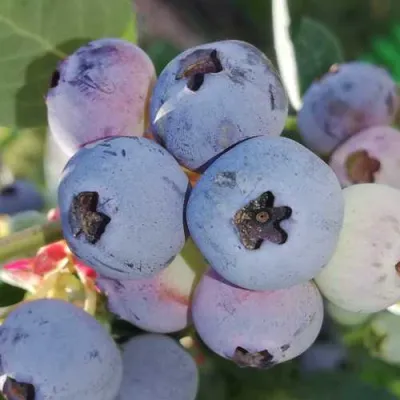Голубика ХАРРИСОН в Красноярске