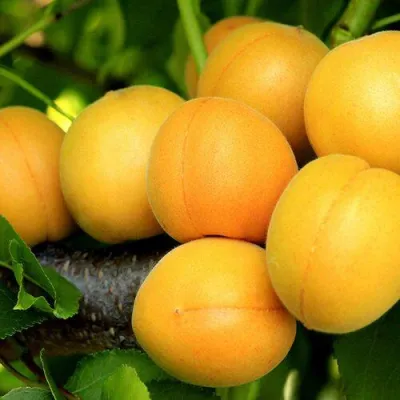 Абрикос ЦАРСКИЙ в Красноярске