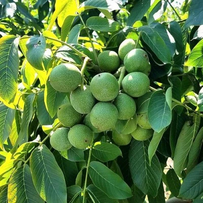 Грецкий орех  ИЗЯЩНЫЙ в Красноярске