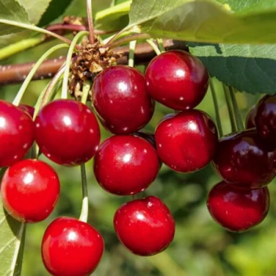 Вишня ЛЮБСКАЯ в Красноярске