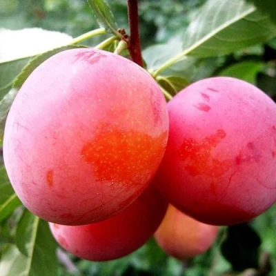 Слива КОМЕТА в Красноярске