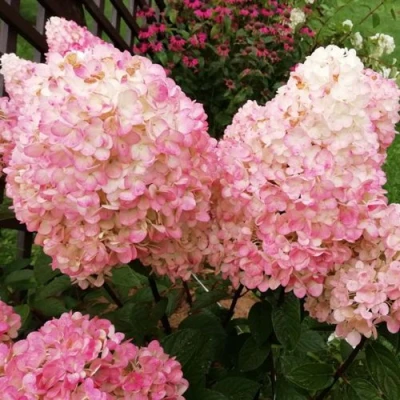 гортензия метельчатая мэджикал кэндл