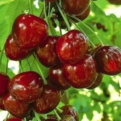 Черешня БУРЛАТ в Красноярске