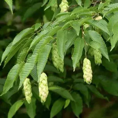 Граб японский в Красноярске