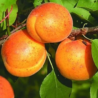 Абрикос СПАДЧЫНА в Красноярске