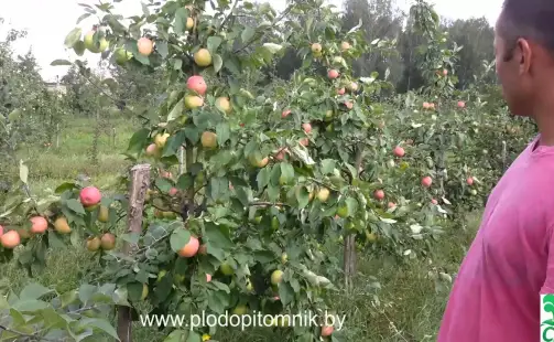 Превью видео