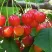 Черешня ДОНЧАНКА в Красноярске