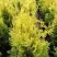 Туя ГОЛДЕН БРАБАНТ западная в Красноярске
