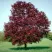 Клен РОЯЛ РЕД остролистный в Красноярске