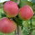 Яблоня АУКСИС в Красноярске