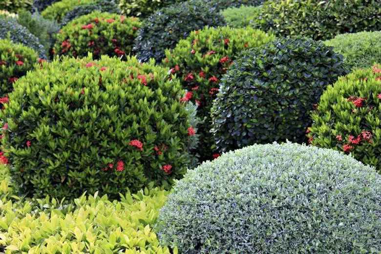 Новинки: саженцы для украшения вашего сада Новинки: саженцы для украшения вашего сада