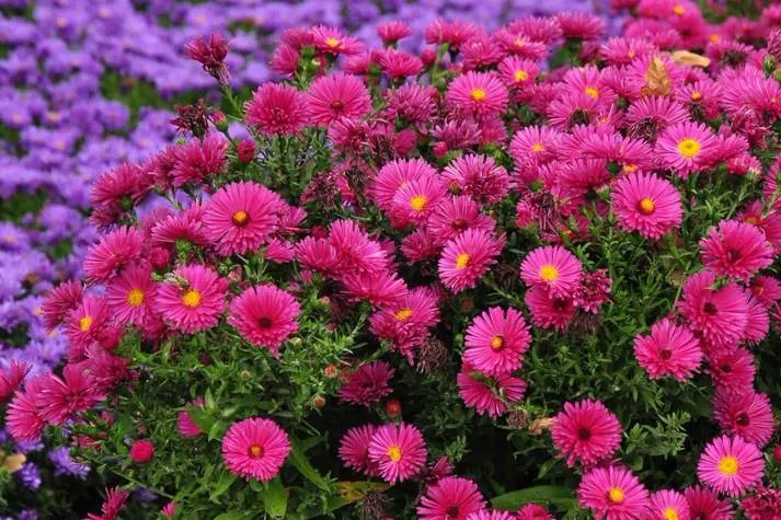 Обновление ассортимента саженцев астры на осень 2025 года! Обновление ассортимента саженцев астры на осень 2025 года!