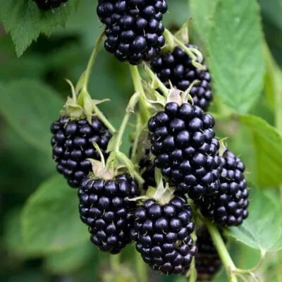 Ремонтантная  Ремонтантная в Красноярске