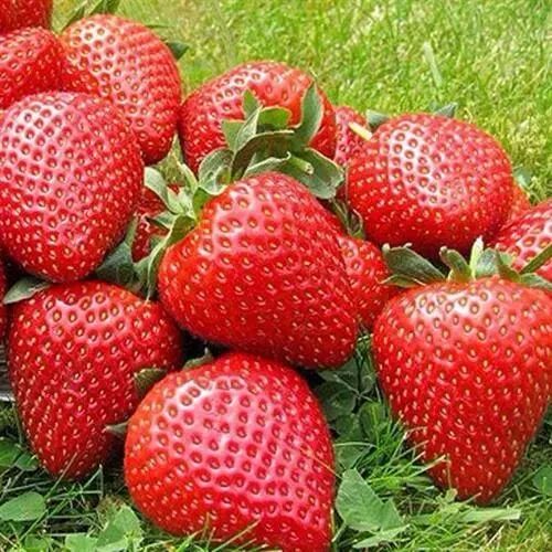 Клубника ЭЛИАНЕ в Красноярске