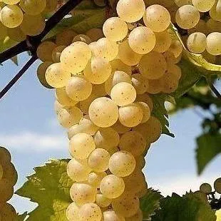 Неукрывные сорта   Неукрывные сорта  в Красноярске