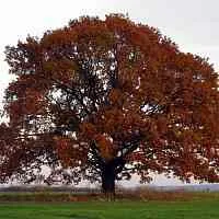 Дуб скальный  Дуб скальный в Красноярске