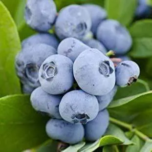 Ранние сорта  Ранние сорта в Красноярске