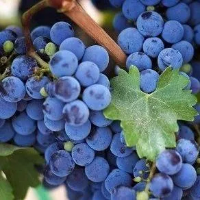 Винный   Винный  в Красноярске