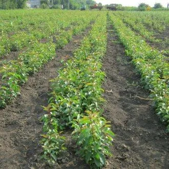Подвой груши ДИКАЯ ГРУША  Подвой груши ДИКАЯ ГРУША в Красноярске
