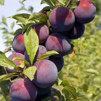 Поздняя  Поздняя в Красноярске