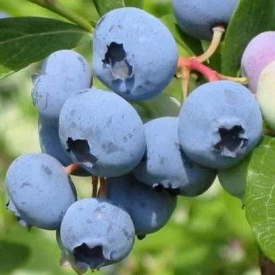 Поздние сорта  Поздние сорта в Красноярске