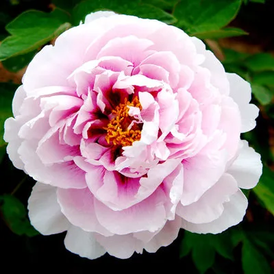 Пион ПЕРСИК ПОД СНЕГОМ древовидный в Красноярске