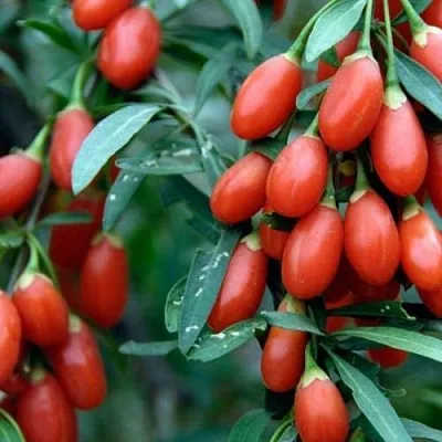 Годжи NEW BIG  Годжи NEW BIG в Красноярске