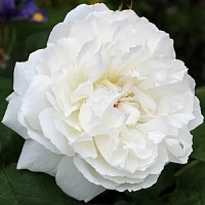 Саженцы роз ВИНЧЕСТЕР КАФЕДРАЛ английская  Саженцы роз ВИНЧЕСТЕР КАФЕДРАЛ английская в Красноярске