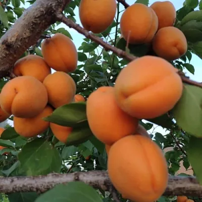 Абрикос ГОЛД РИЧ в Красноярске