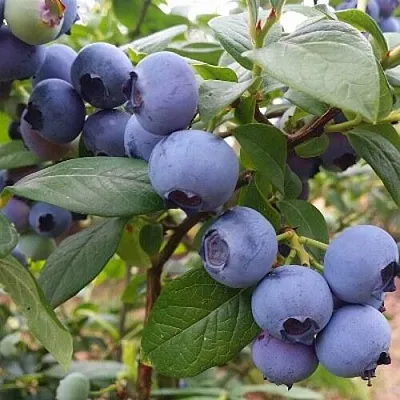 Голубика БЛЮГОЛД  Голубика БЛЮГОЛД в Красноярске