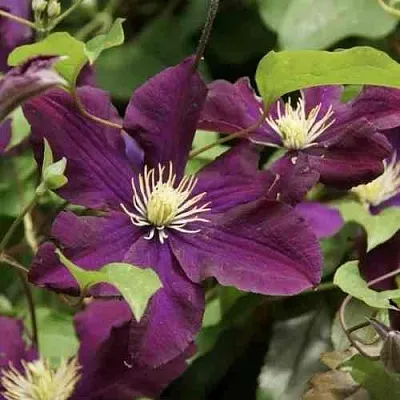 Клематис ГЕРОИ ВАРШАВЫ  Клематис ГЕРОИ ВАРШАВЫ в Красноярске