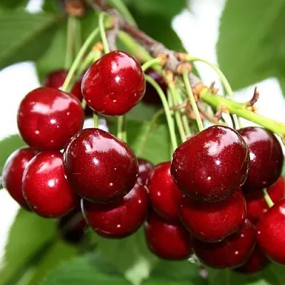 Черешня МИНЧАНКА  Черешня МИНЧАНКА в Красноярске