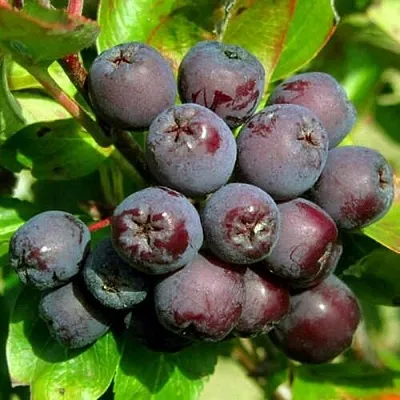 Рябина ЛИКЁРНАЯ сладкоплодная в Красноярске