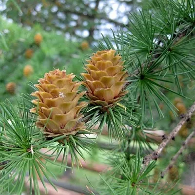 Лиственница КЕМПФЕРА  Лиственница КЕМПФЕРА в Красноярске