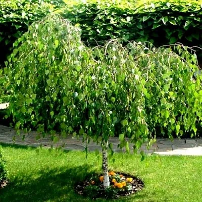 Береза  Береза в Красноярске