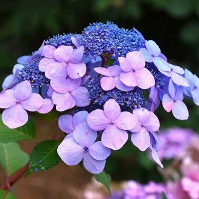 Гортензия ЭНДЛЕСС САММЕР ТВИСТ ЭНД ШАУТ крупнолистная  Гортензия ЭНДЛЕСС САММЕР ТВИСТ ЭНД ШАУТ крупнолистная в Красноярске