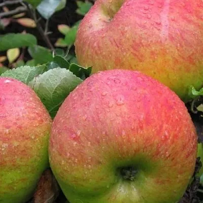 Яблоня ЯБЛОЧНЫЙ СПАС  Яблоня ЯБЛОЧНЫЙ СПАС в Красноярске