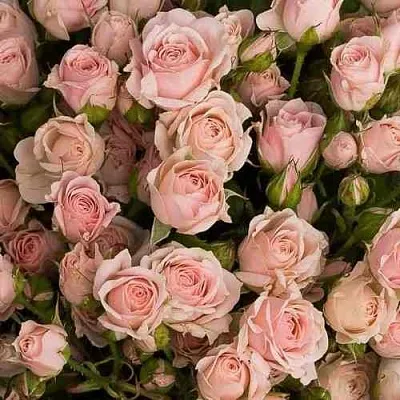 Саженцы роз ОДИЛЛИЯ спрей  Саженцы роз ОДИЛЛИЯ спрей в Красноярске