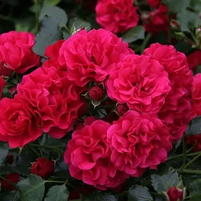 Саженцы роз РАДОСТЬ САДОВНИКА (ГАРТЕН ФРОЙДЕ) почвопокровная  Саженцы роз РАДОСТЬ САДОВНИКА (ГАРТЕН ФРОЙДЕ) почвопокровная в Красноярске