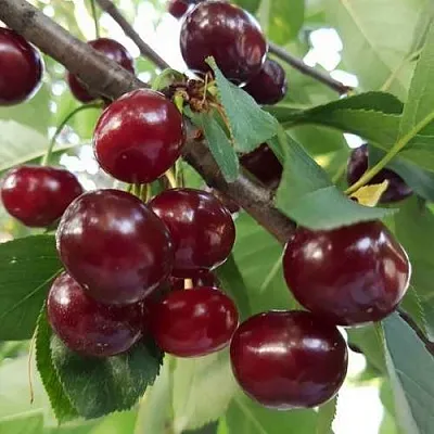 Дюк СЛАВЯНКА  Дюк СЛАВЯНКА в Красноярске