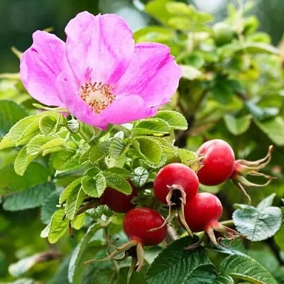 Шиповник   Шиповник  в Красноярске