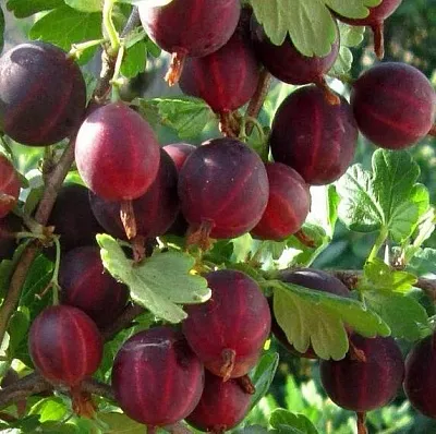 Крыжовник ХИННОМАКИ РОТ  Крыжовник ХИННОМАКИ РОТ в Красноярске