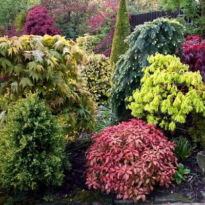 Декоративные растения  Декоративные растения в Красноярске