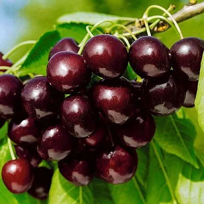 Черешня ВИТЯЗЬ  Черешня ВИТЯЗЬ в Красноярске