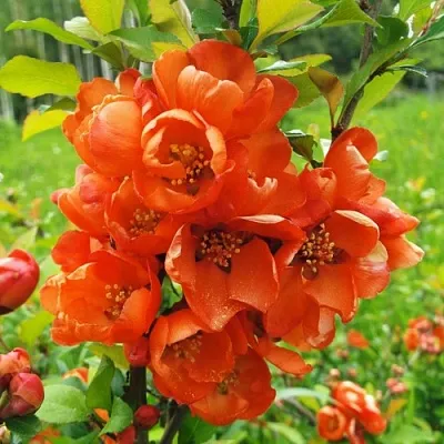 Айва японская  Айва японская в Красноярске