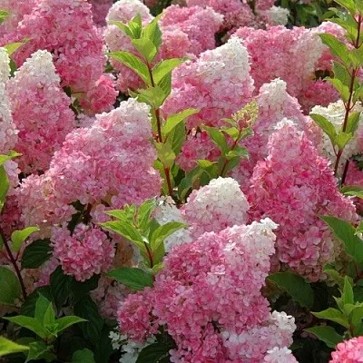 Гортензия МЕЛЬБА ФРАЙЗ метельчатая  Гортензия МЕЛЬБА ФРАЙЗ метельчатая в Красноярске