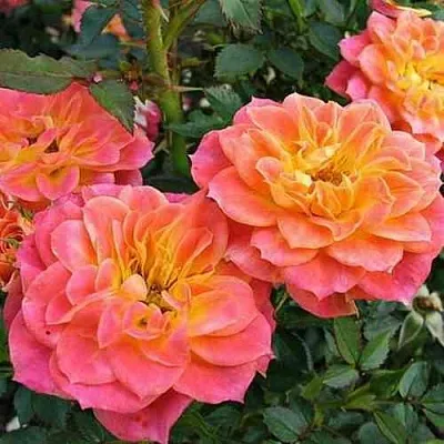 Саженцы роз МАНДАРИН миниатюрная  Саженцы роз МАНДАРИН миниатюрная в Красноярске