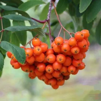 Рябина ВЕФЕД сладкоплодная в Красноярске